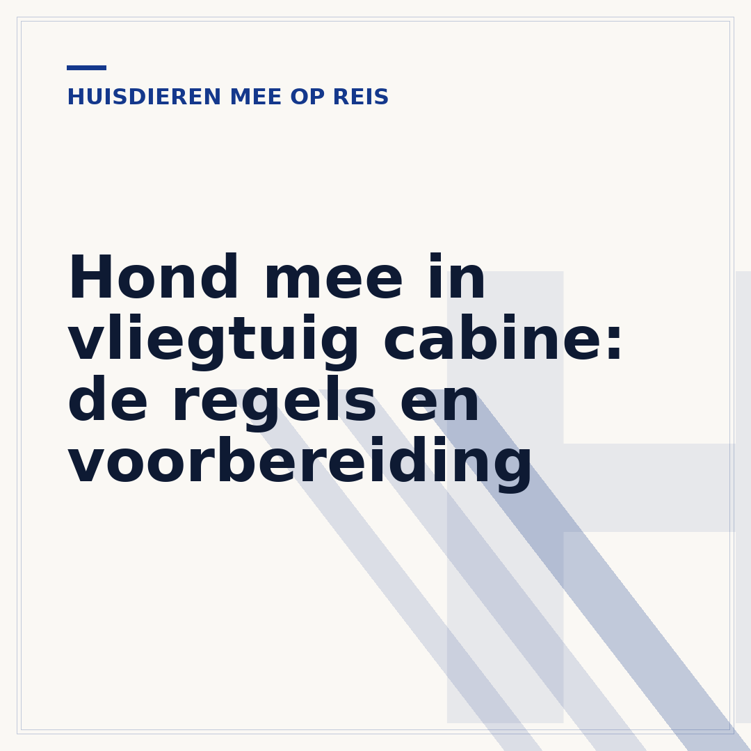 Hond mee in vliegtuig cabine: de regels en voorbereiding